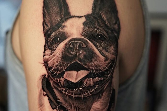 Boston Terrier portrait tattoo by Steve McConnell